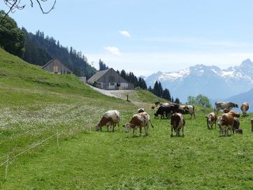 View of the Gulmalpe alpine meadow near Satteins.