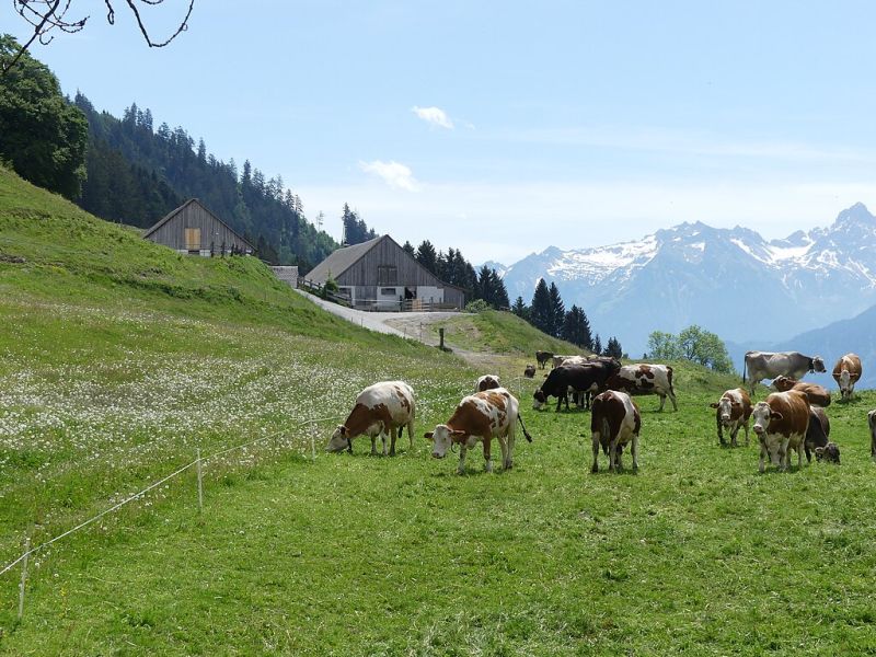File:Satteins, Gulmalpe.jpg