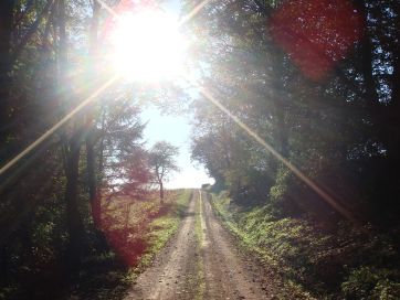 Forest road near Mooshäuschen.