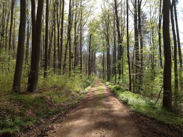 Forest path near Bad Emstal.