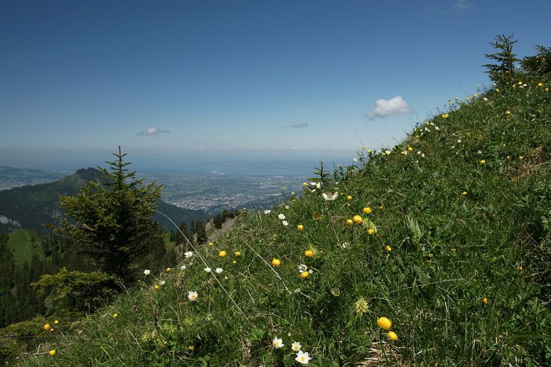File:Habitat Pedicularis foliosa Trollius europaeus Pulsatilla alpina.JPG