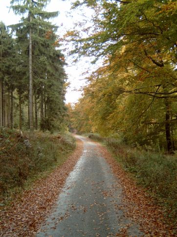 Forest path in the Deister hill range.