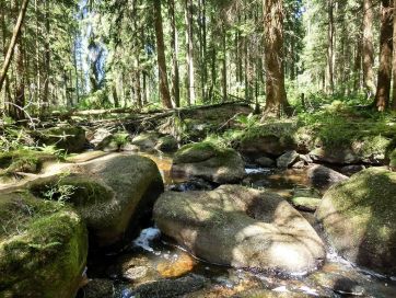 Forest stream in the Fichtel Mountains.