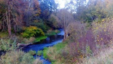 Small river with overgrown banks.